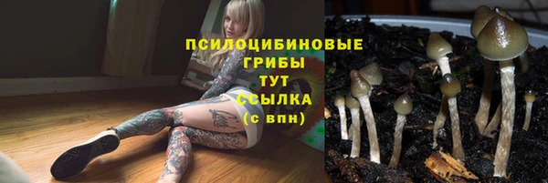 прущие грибы Ельня
